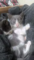 Filhotes gatinhos