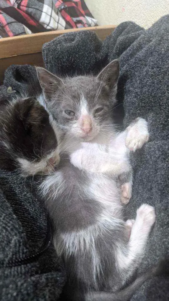 Gato ra a Rnd idade Abaixo de 2 meses nome Filhotes gatinhos