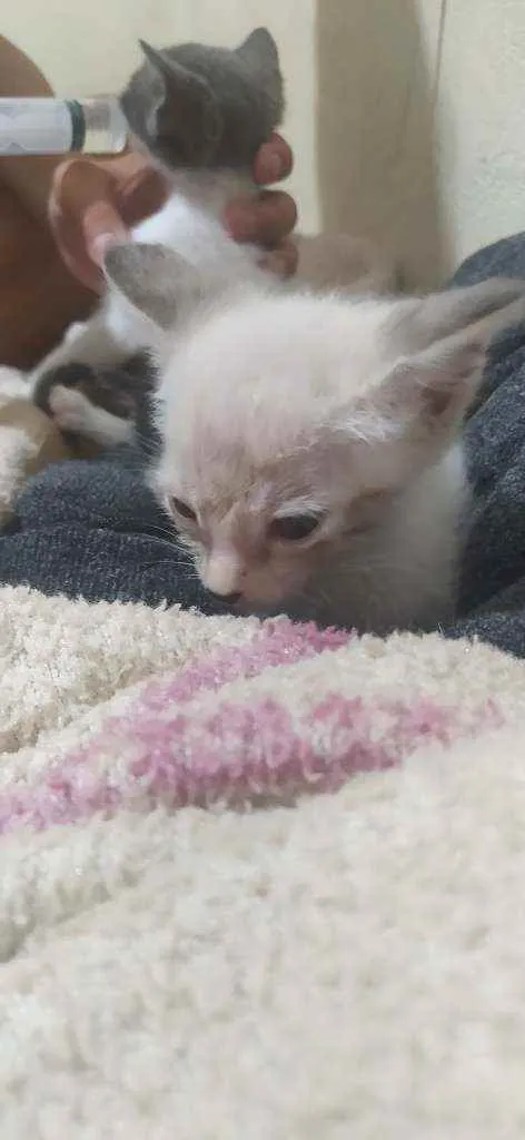 Gato ra a Rnd idade Abaixo de 2 meses nome Filhotes gatinhos