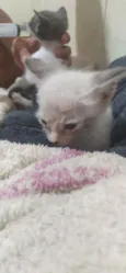 Filhotes gatinhos