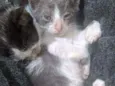 Filhotes gatinhos