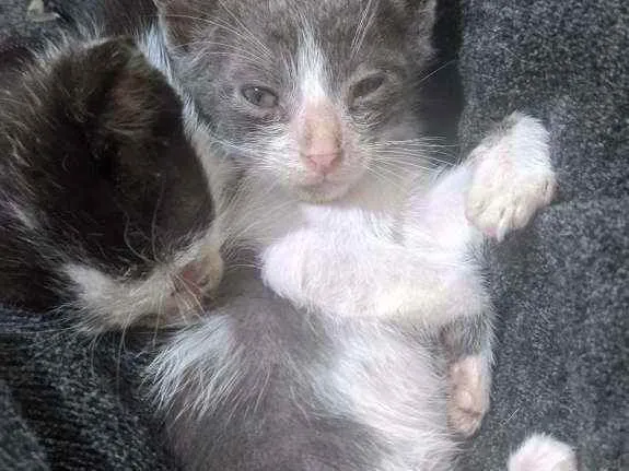 Gato ra a Rnd idade Abaixo de 2 meses nome Filhotes gatinhos