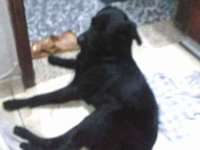 Cachorro ra a Desconhecido idade 1 ano nome Negao