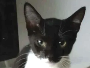 Gato raça srd bicolor idade 2 a 6 meses nome LORD