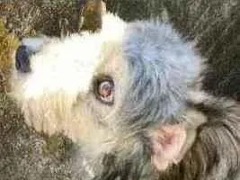 Cachorro raça Srd idade 7 a 11 meses nome Sem nome