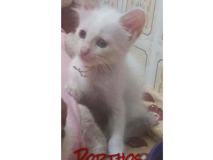 Gato raça SRD idade 2 a 6 meses nome PORTHOS