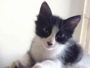 Gato raça srd frajolinha  idade 2 a 6 meses nome EMILINHO