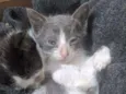 Filhotes gatinhos