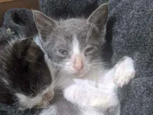 Gato raça Rnd idade Abaixo de 2 meses nome Filhotes gatinhos