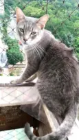 BORIS