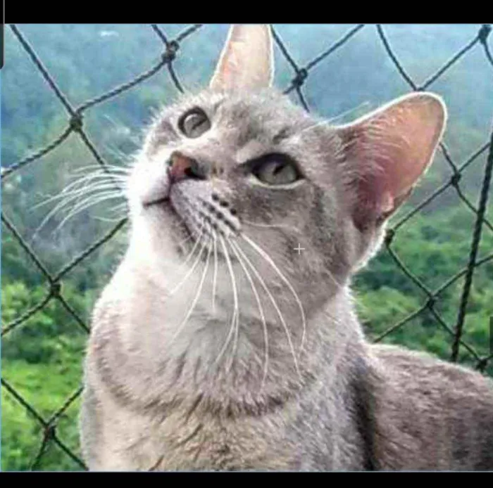 Gato ra a srd bicolor idade 7 a 11 meses nome BORIS