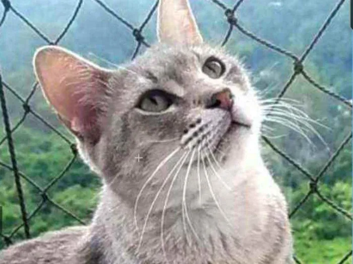 Gato ra a srd bicolor idade 7 a 11 meses nome BORIS