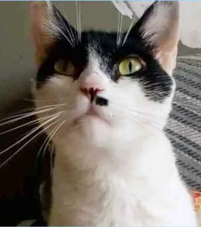 Gato ra a srd frajolinha  idade 2 anos nome GAYA