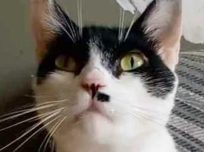Gato ra a srd frajolinha  idade 2 anos nome GAYA