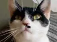 GAYA
