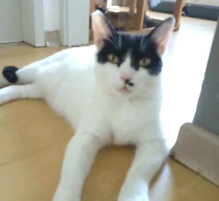 Gato ra a srd frajolinha  idade 2 anos nome GAYA