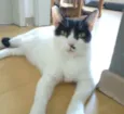 GAYA