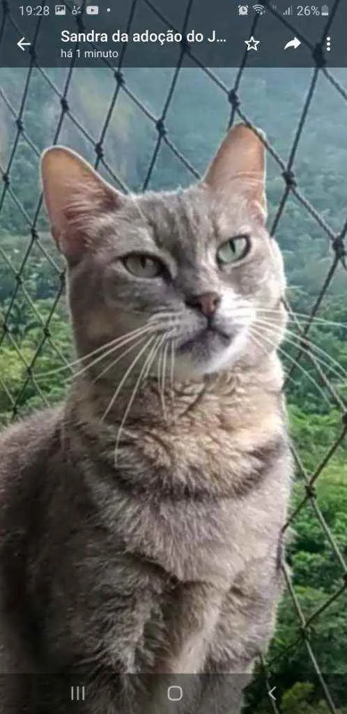 Gato ra a srd tricolor idade 5 anos nome EVELYN