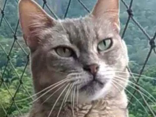 Gato ra a srd tricolor idade 5 anos nome EVELYN