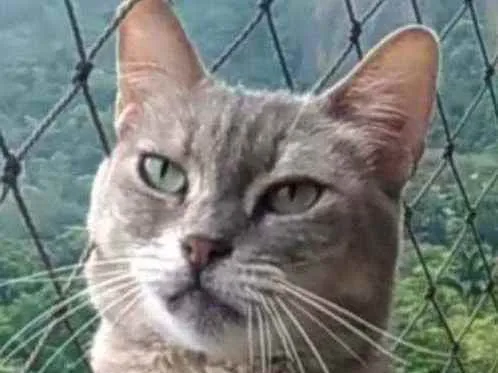 Gato ra a srd tricolor idade 5 anos nome EVELYN