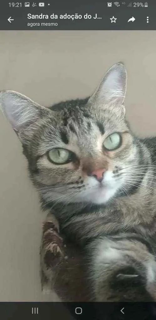 Gato ra a srd tricolor idade 2 anos nome LULLY