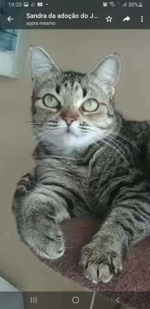 Gato ra a srd tricolor idade 2 anos nome LULLY