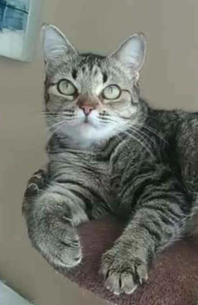 Gato ra a srd tricolor idade 2 anos nome LULLY