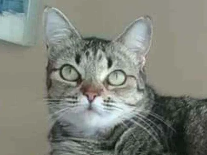 Gato ra a srd tricolor idade 2 anos nome LULLY