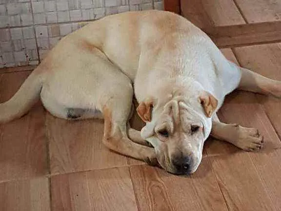 Cachorro ra a Sharpei com Labrador  idade 2 anos nome Auê 