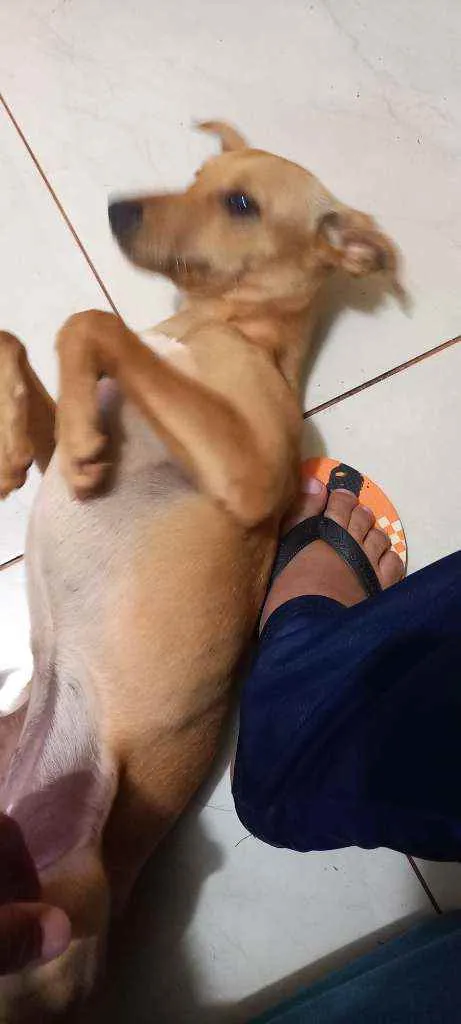 Cachorro ra a Lindíssima  idade 2 a 6 meses nome Mel