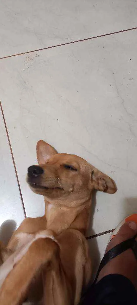 Cachorro ra a Lindíssima  idade 2 a 6 meses nome Mel