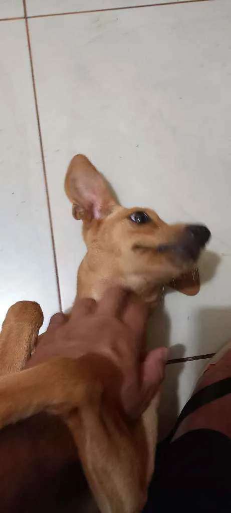 Cachorro ra a Lindíssima  idade 2 a 6 meses nome Mel