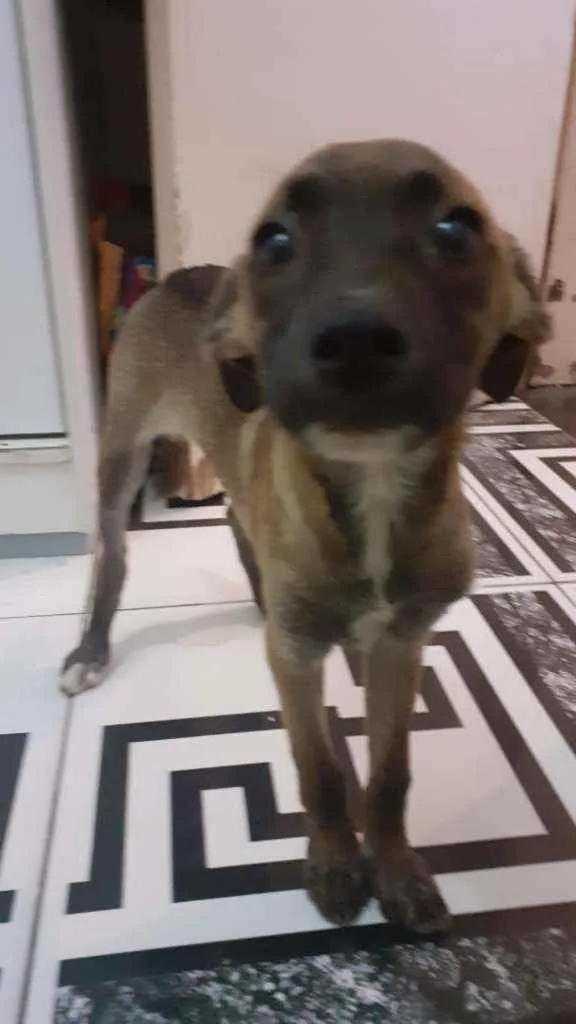 Cachorro ra a SRD idade 2 a 6 meses nome Lola