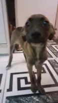 Lola