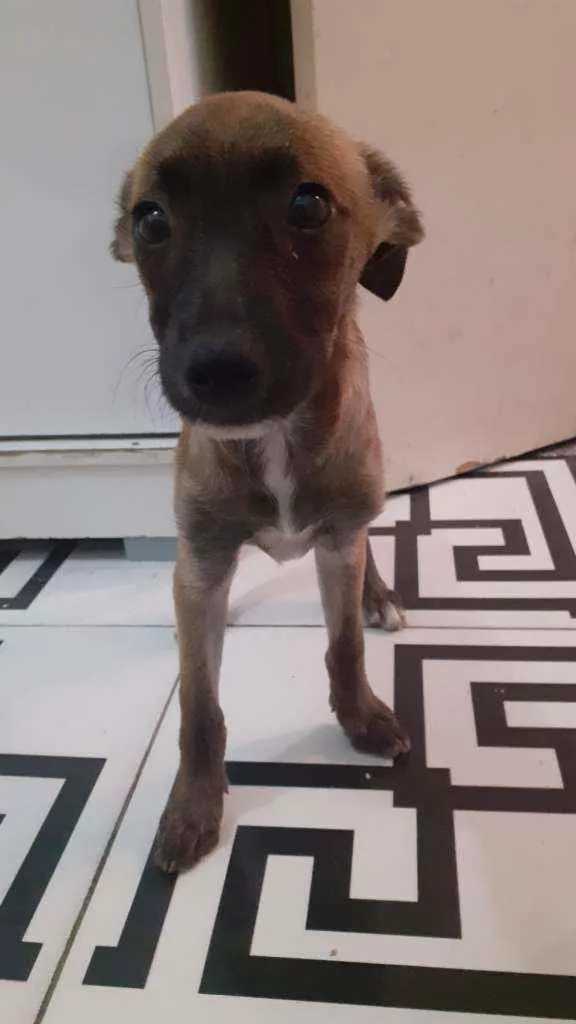 Cachorro ra a SRD idade 2 a 6 meses nome Lola