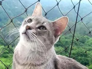 Gato raça srd bicolor idade 7 a 11 meses nome BORIS
