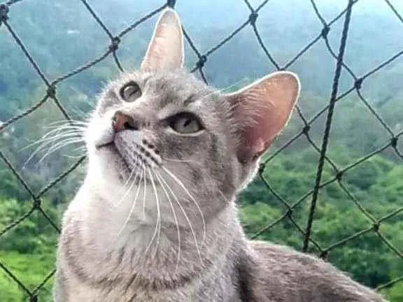 Gato ra a srd bicolor idade 7 a 11 meses nome BORIS