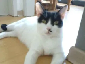 Gato raça srd frajolinha  idade 2 anos nome GAYA