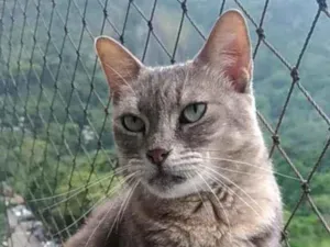 Gato raça srd tricolor idade 5 anos nome EVELYN