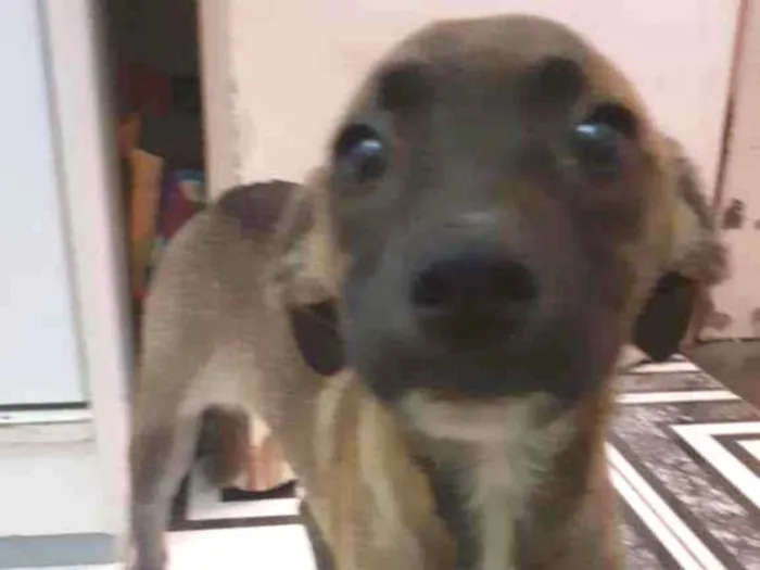 Cachorro ra a SRD idade 2 a 6 meses nome Lola