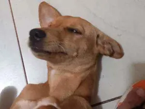 Cachorro raça Lindíssima  idade 2 a 6 meses nome Mel