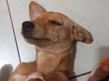 Cachorro ra a Lindíssima  idade 2 a 6 meses nome Mel