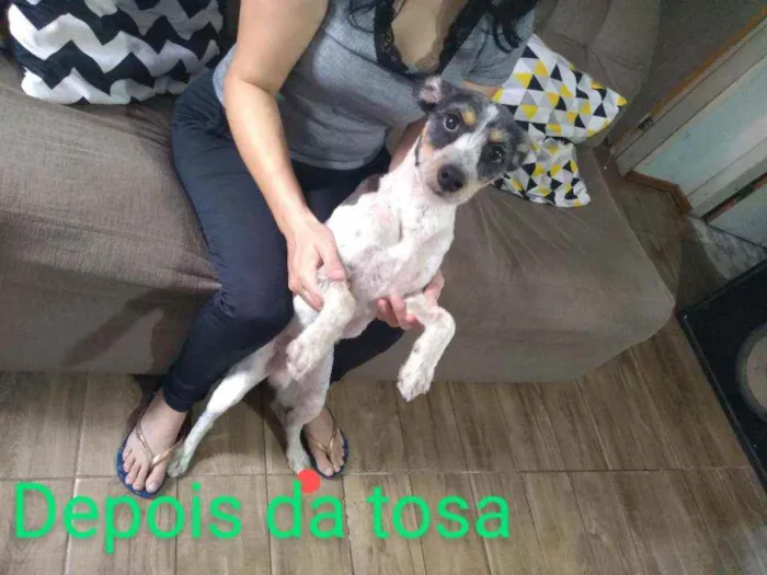 Cachorro ra a Sem raça definida idade 1 ano nome Joby