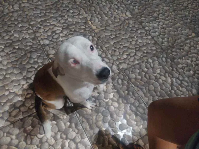 Cachorro ra a Sem raça definida idade 2 anos nome Pirata