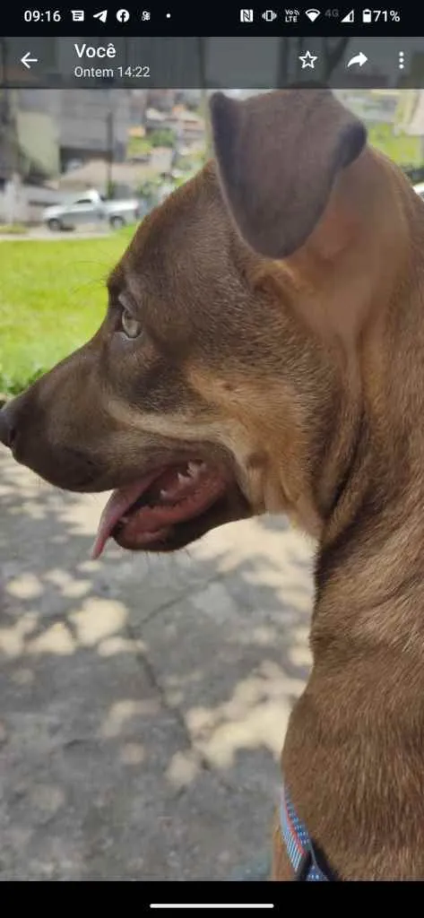 Cachorro ra a Pitbul idade 2 a 6 meses nome Paçoca