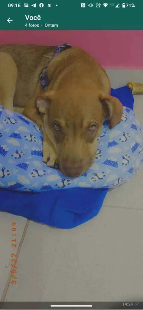 Cachorro ra a Pitbul idade 2 a 6 meses nome Paçoca