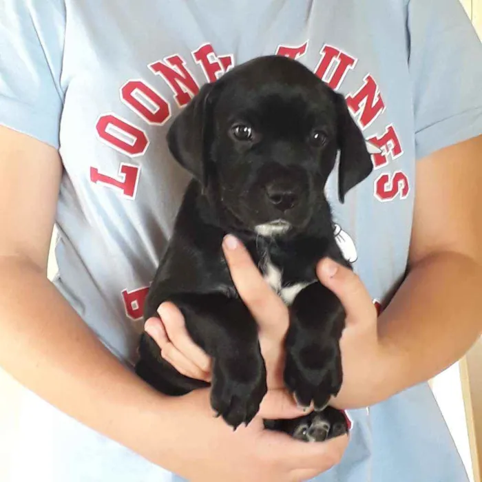 Cachorro ra a Mestiço Labrador e SRD idade Abaixo de 2 meses nome Sem nome 