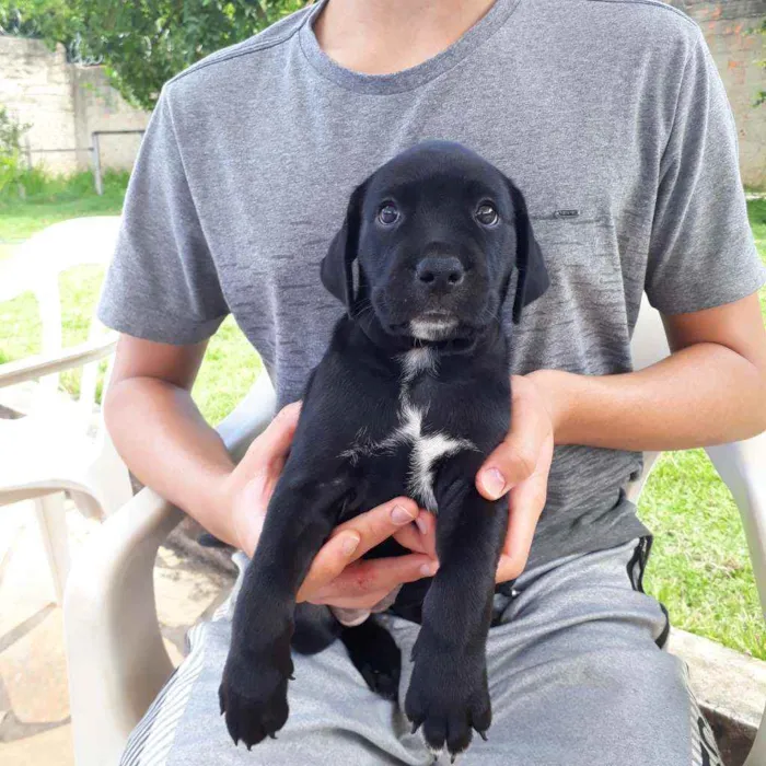 Cachorro ra a Mestiço Labrador e SRD idade Abaixo de 2 meses nome Sem nome 