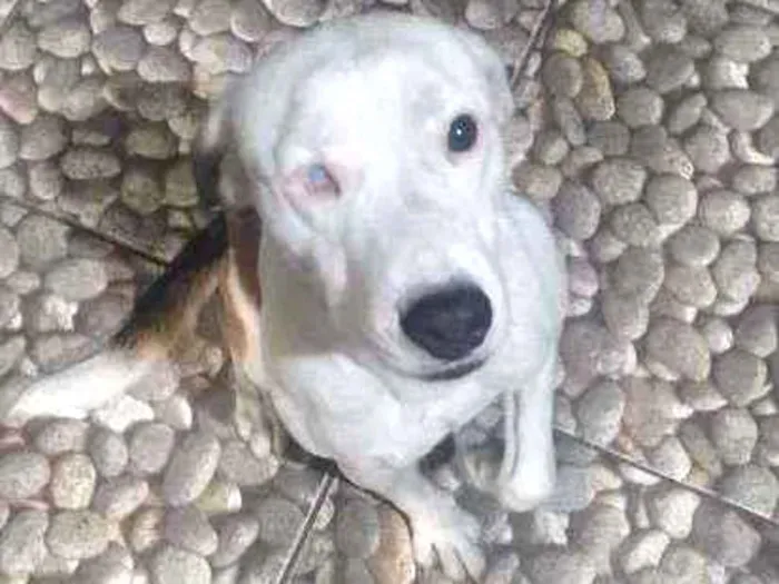 Cachorro ra a Sem raça definida idade 2 anos nome Pirata