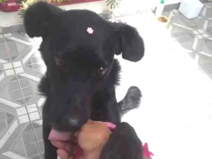 Cachorro raça SRD idade 2 anos nome Juliette (julie)